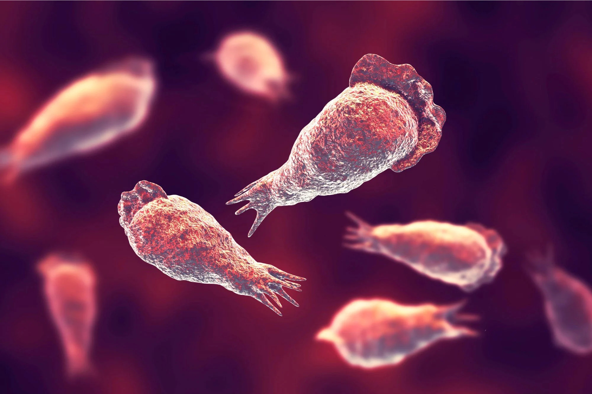 Бели амеби кои живеат слободно и опасност од мозочна инфекција: Активна проценка за Naegleria fowleri